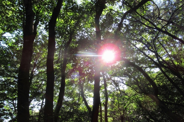 樹林の陽IMG_0430 (640x427)