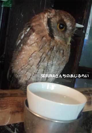 20180710_forest_of_owl_042.jpg