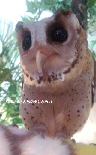 20180710_forest_of_owl_048.jpg