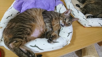 トラくん　猫ベッド好き好き
