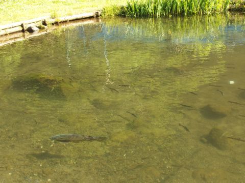 こちらはマス池です。なぜか大きなコイが数匹泳いでいますが、経験上、釣れることはないのでほぼ心配ありません。でも万が一、釣れちゃったらどうなっちゃうんだろう・・・(笑)。