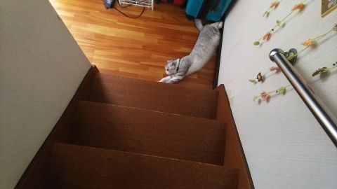 今日もまた階段の下で寝るリンスコダンゴ。