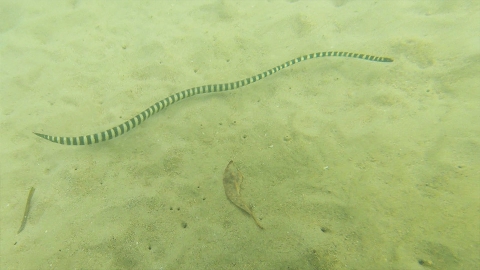 okinawa 沖縄　美ら海　ウミヘビ