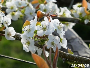 梨畑の梨の花180406_1
