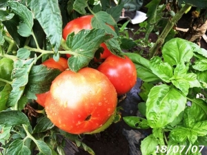 収穫の大玉トマト180707