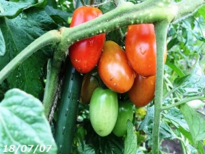 収穫のミニトマト180707