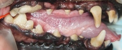 モカちゃん　千葉市　犬の歯石除去1