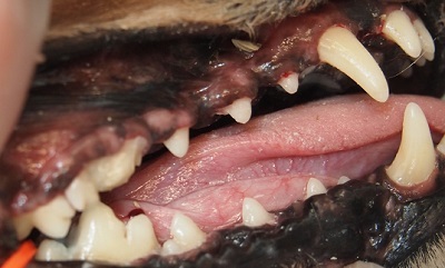 モカちゃん　千葉市　犬の歯石除去3