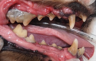Aliceちゃん　千葉市の犬の歯石除去1