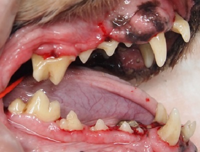 Aliceちゃん　千葉市の犬の歯石除去3