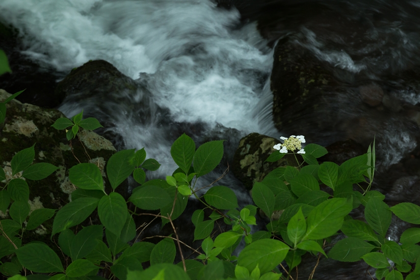 渓流の花