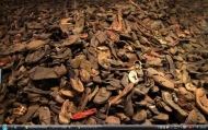 8_Auschwitz Birkenau11s