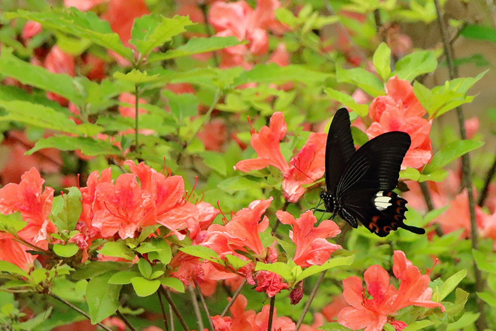 180523_Red-Helen-Butterfly.jpg