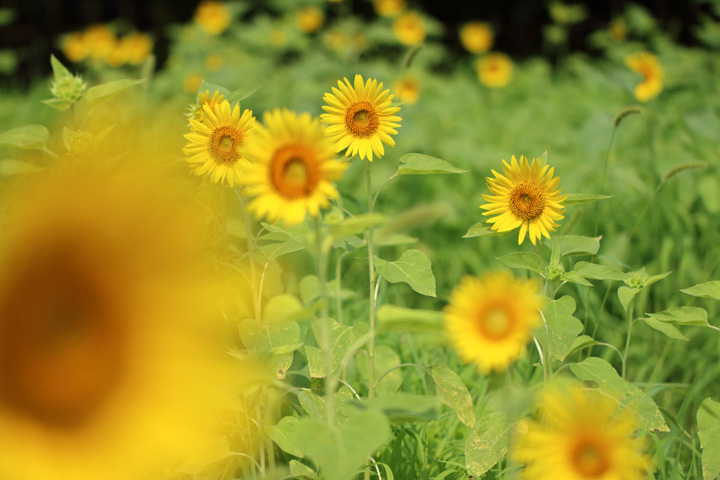180722_Jike-Sunflower-Field.jpg