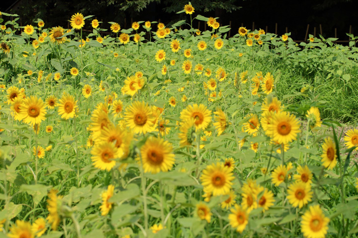 180722_Jike-Sunflower-Field_2.jpg