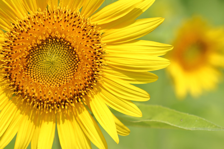 180722_Sunflower.jpg