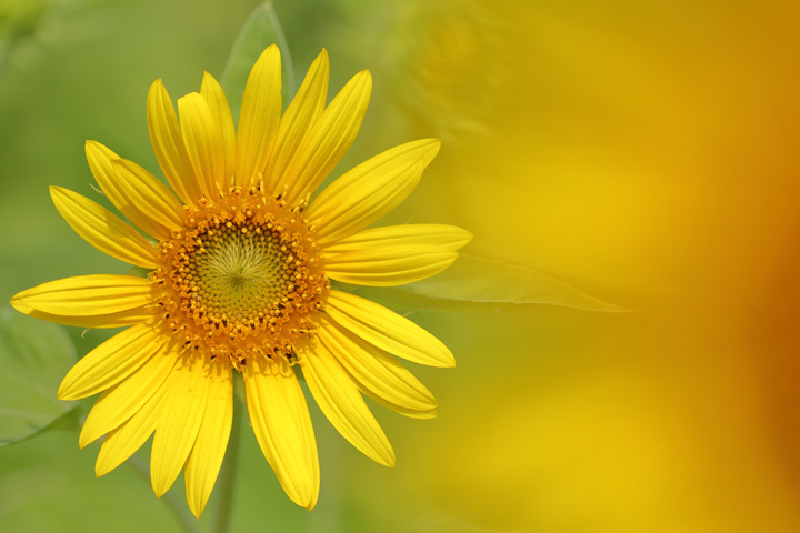 180722_Sunflower_1.jpg