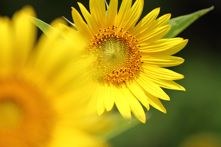 180722_Sunflower_2.jpg