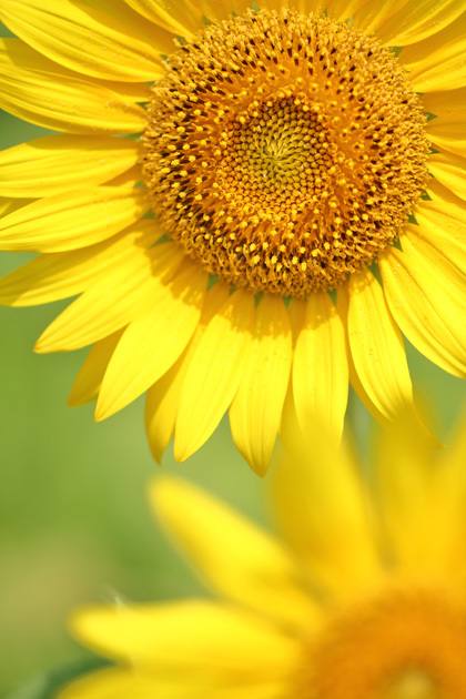 180722_Sunflower_3.jpg