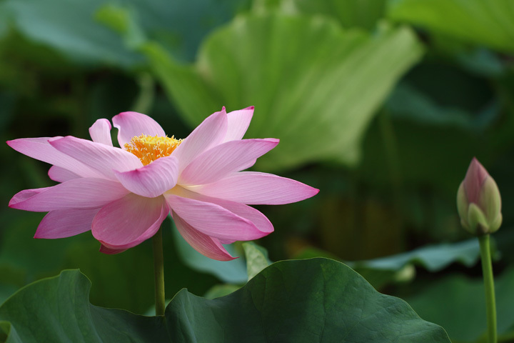 180726_Pink-Lotus.jpg