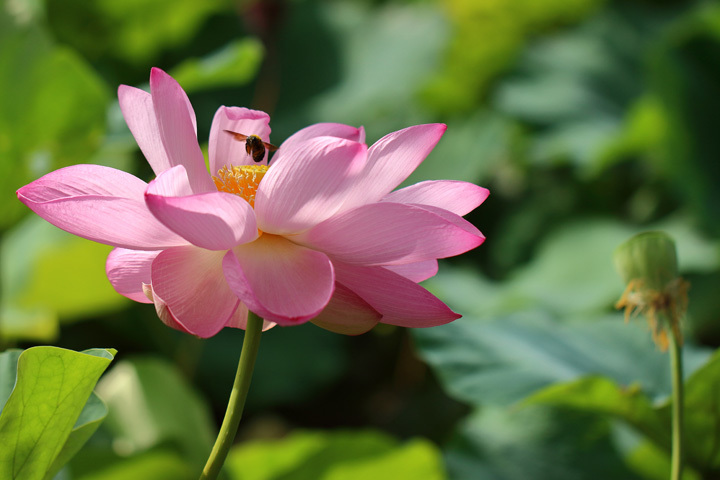 180726_Pink-Lotus_Carpenter-Bee.jpg