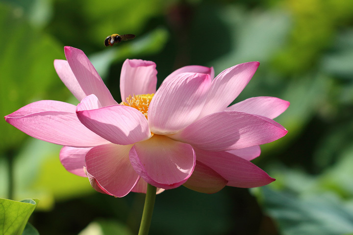 180726_Pink-Lotus_Carpenter-Bee_2.jpg