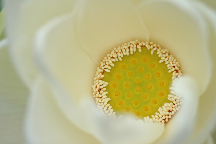 180726_White-Lotus.jpg