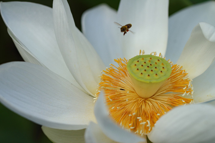 180726_White-Lotus_Bee.jpg