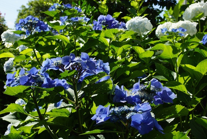 青い萼紫陽花181
