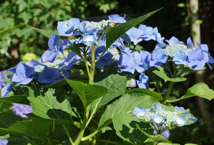 青い萼紫陽花182