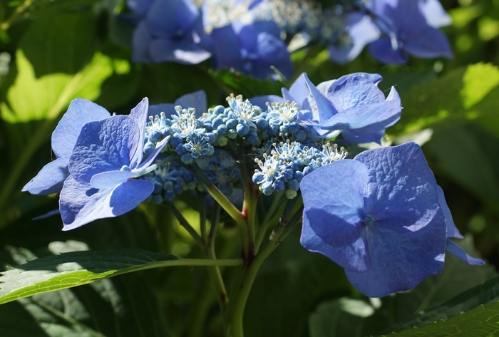 青い萼紫陽花183
