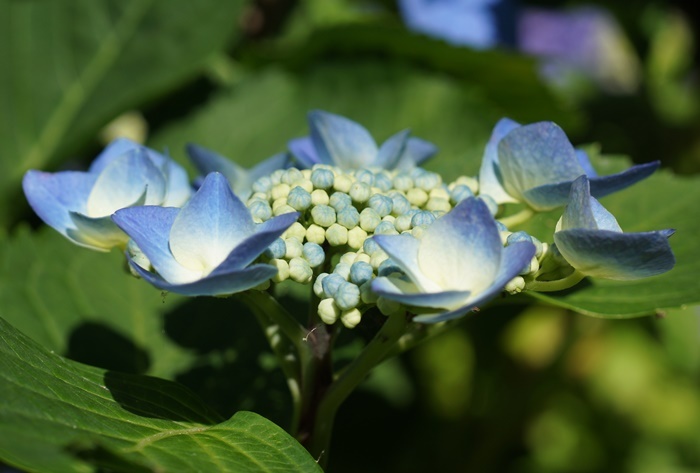 青い萼紫陽花185