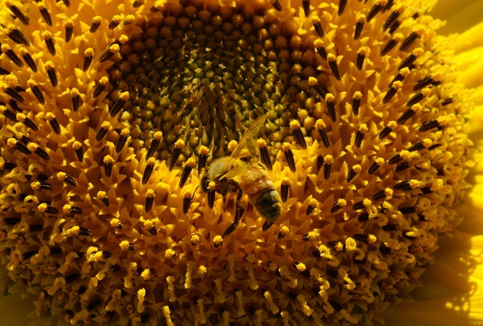 1向日葵にミツバチ