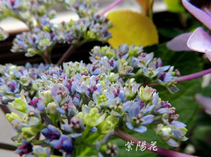 06.14紫陽花