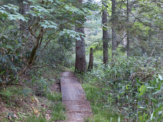 森の中の道１