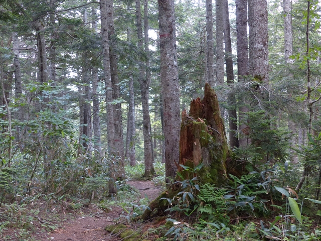 森の中の道２