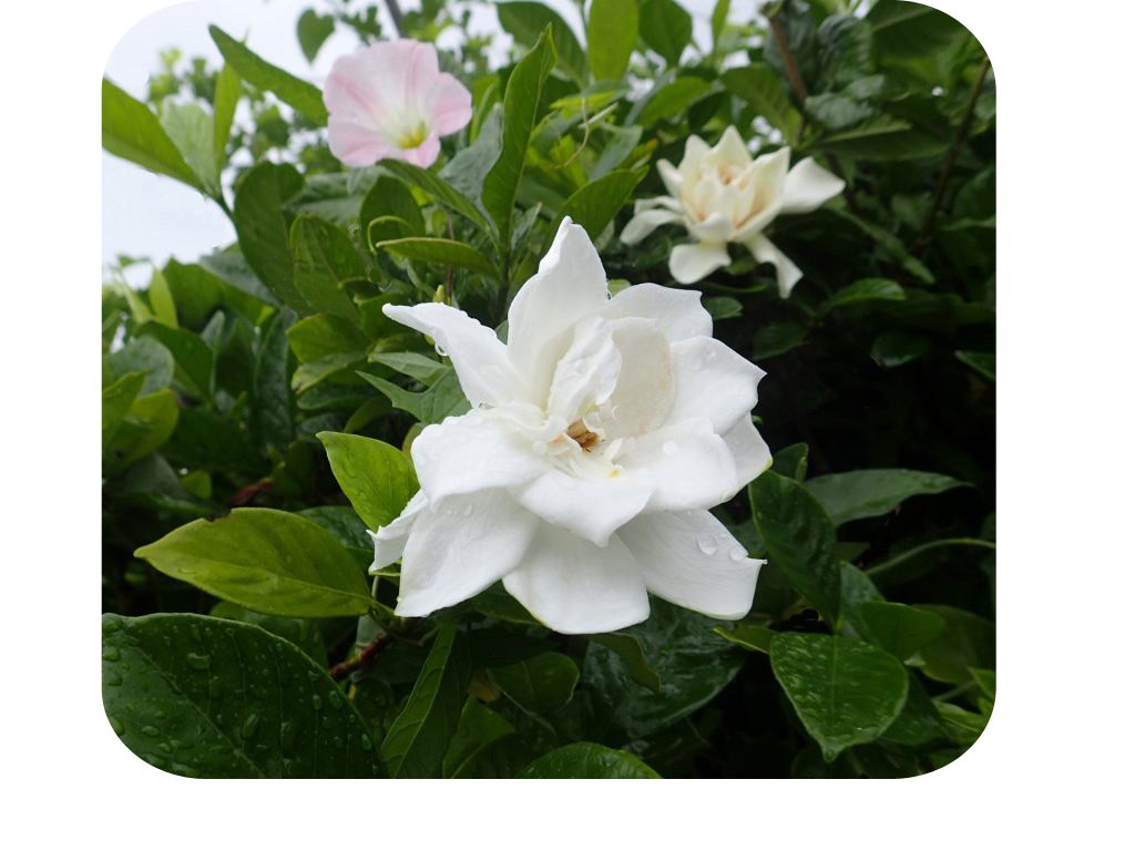 くちなし の 白い花 花 自然