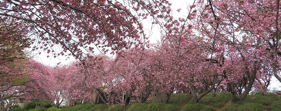 菊名桜山公園（カーボン山）の満開の八重桜