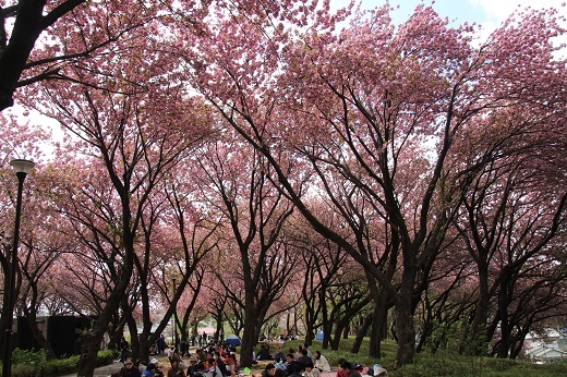 菊名桜山公園の八重桜１