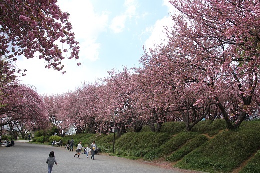 公園広場の八重桜１
