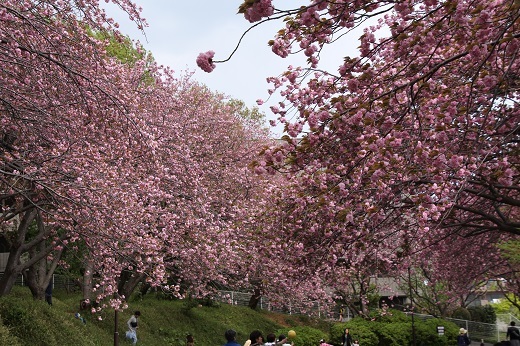 公園広場の八重桜３
