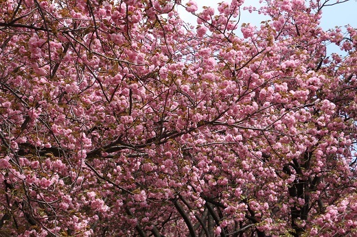 枝いっぱいに咲いた八重桜１