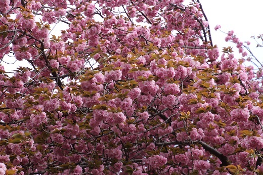 枝いっぱいに咲いた八重桜３