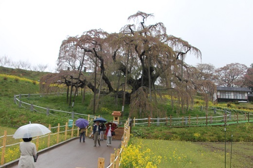 三春の滝桜1