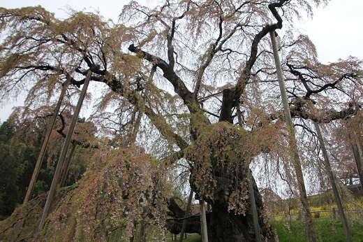 三春の滝桜2