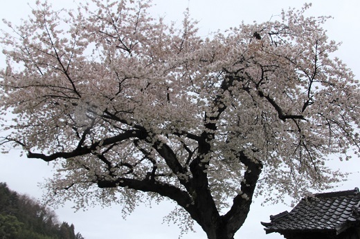 小沢の桜2