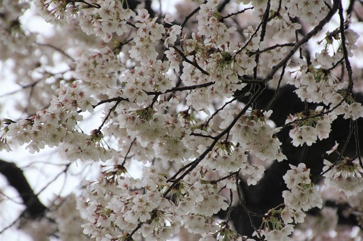 小沢の桜3