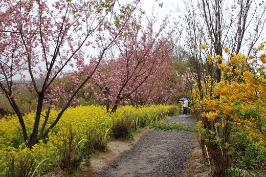 八重桜とナノハナとレンギョウ