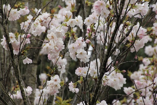 八重桜（あまのがわ）
