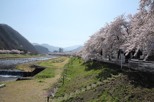 橋からの桜並木1